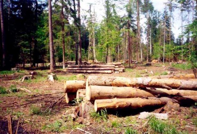В Грязинском лесничестве незаконно вырубают деревья